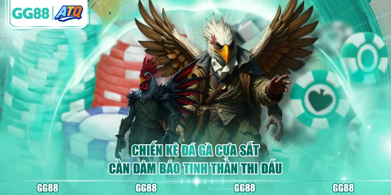 Chiến kê đá gà cựa sắt cần đảm bảo tinh thần thi đấu