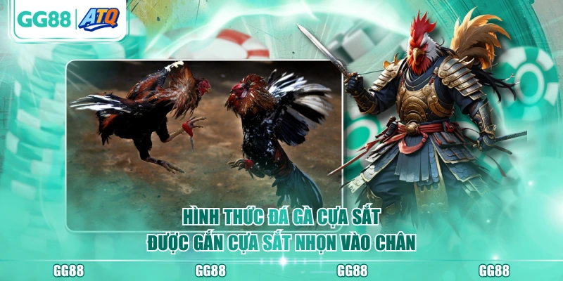 Hình thức đá gà cựa sắt được gắn cựa sắt nhọn vào chân