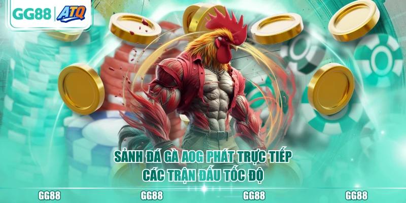 Sảnh Đá Gà AOG phát trực tiếp các trận đấu tốc độ