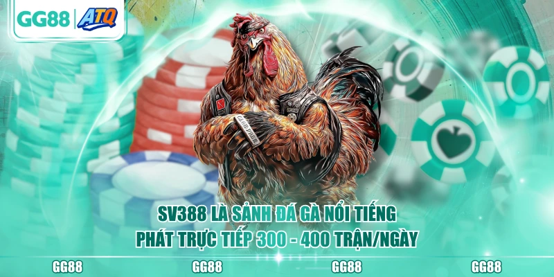 SV388 là sảnh đá gà nổi tiếng, phát trực tiếp 300 - 400 trận/ngày